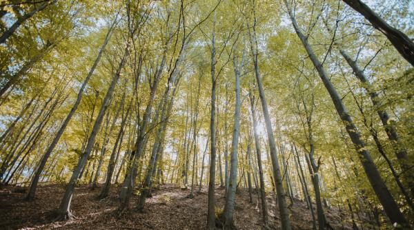 Veși bune pentru proprietarii de păduri. APIA primește cereri de finanțare