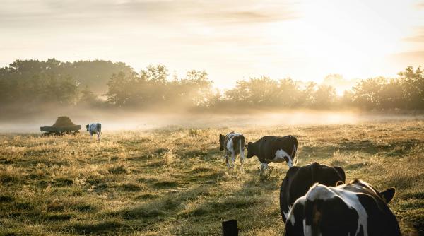 Consiliul AgriFish - Luxemburg. România, solicitare pentru dezvoltarea sectorului zootehnic