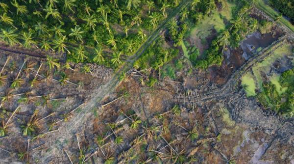 Parlamentarii europeni nu se pot decide asupra interzicerii bunurilor bazate pe defrișări