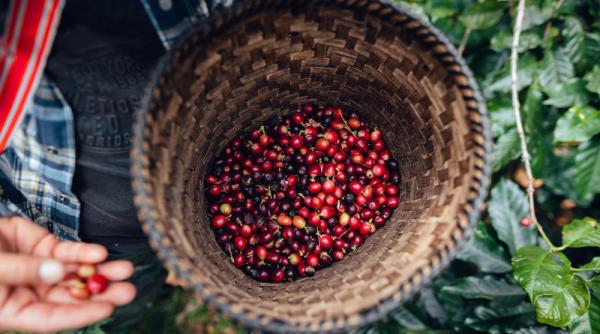 Giuseppe Lavazza: Prețul cafelei va continua să crească. Care sunt motivele