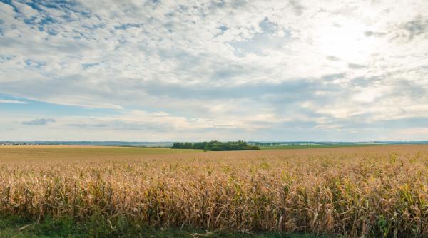 Culturile de porumb şi floarea soarelui din Buzău, distruse 100%