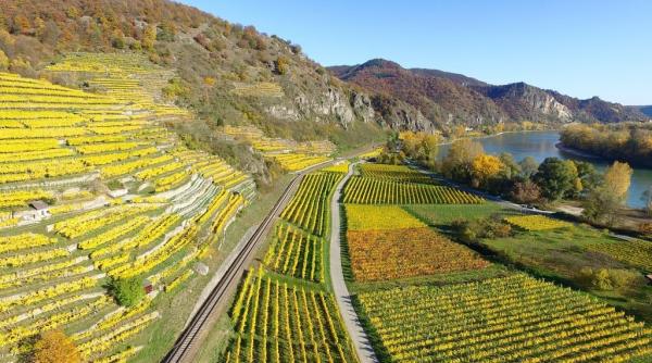 Allianz va plăti despăgubiri uriașe viticultorilor germani