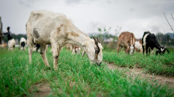 Noi focare de pesta micilor rumegătoare. Mii de animale ucise pentru limitarea răspândirii virusului