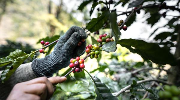 Creșterea prețurilor la cafea nu se oprește. Estimările analiștilor pentru următorii ani