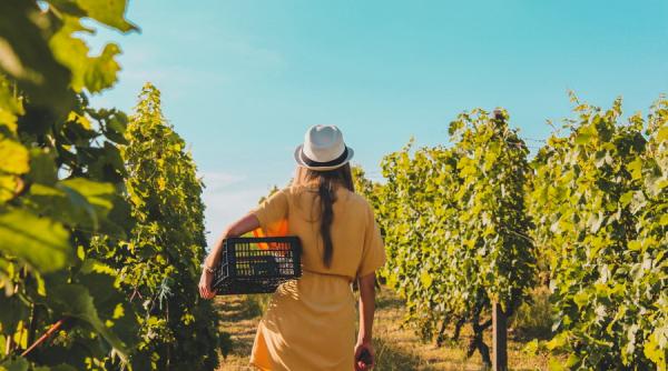 Viticultorii maghiari își recoltează strugurii cu o lună mai devreme din cauza schimbărilor climatice