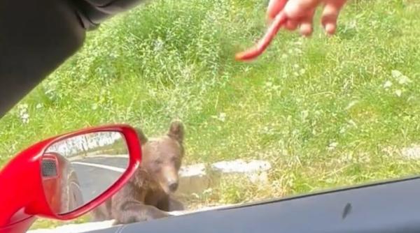 Frații Tate, amendați pentru hrănirea urșilor de pe marginea drumului