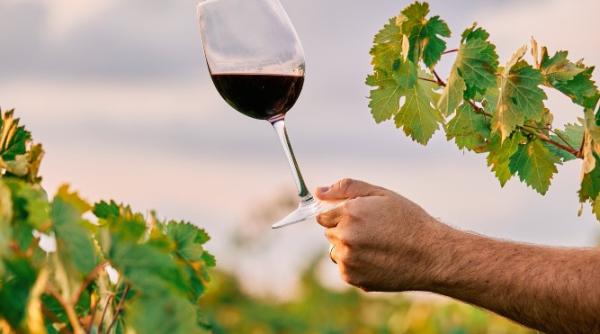 Canicula lovește direct în producția de vin din Balcani. Există, totuși, un avantaj