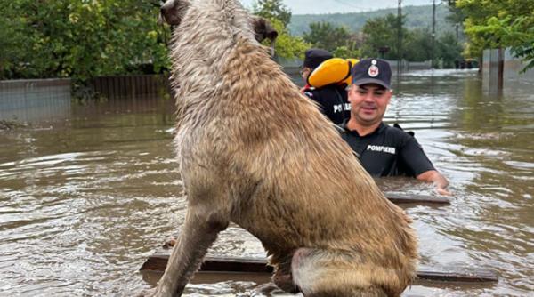 Inundațiile au omorât 8.400 de animale și 120 de familii de albine