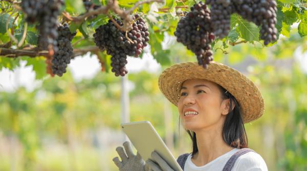 În China, vinul este o afacere dominată de femei