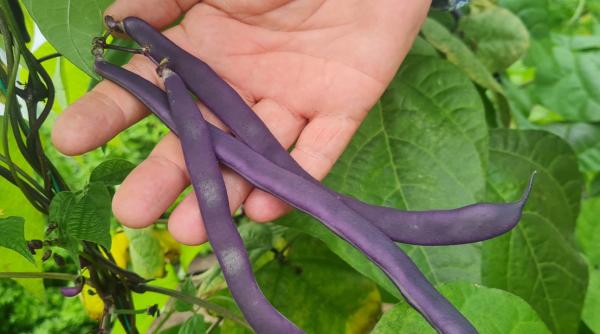 Buzău. Colecție unică de soiuri de fasole în Banca de Resurse Genetice Vegetale 