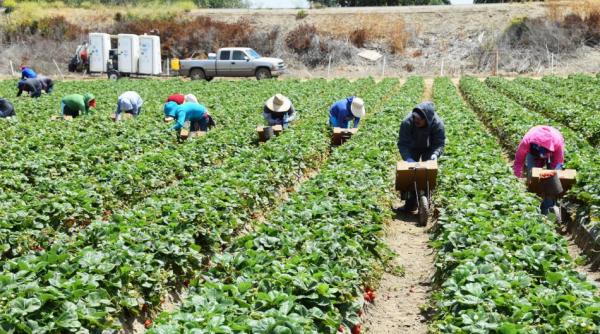 Planul de deportare a lui Trump va scumpi mâncarea americanilor - Analiză Bloomberg