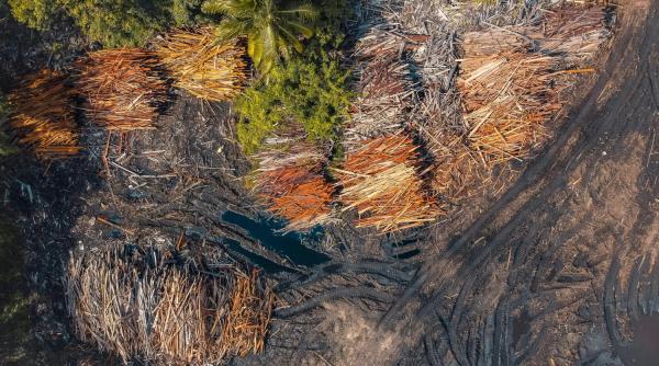 FT: Lovitură pentru giganții Nestlé și Michelin din cauza legii defrișărilor