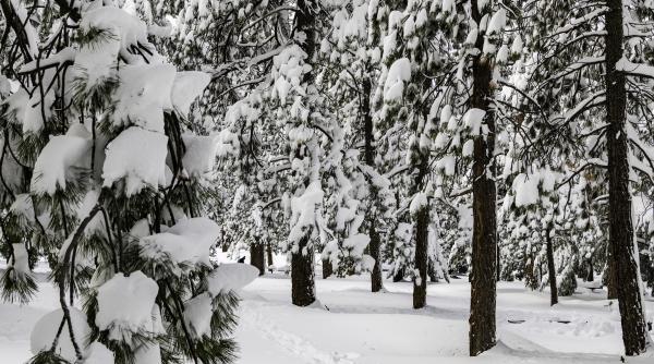 Va ninge până sâmbătă în 11 județe ale țării 