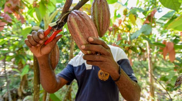 Criza globală la cacao: prețurile s-au triplat în 2024
