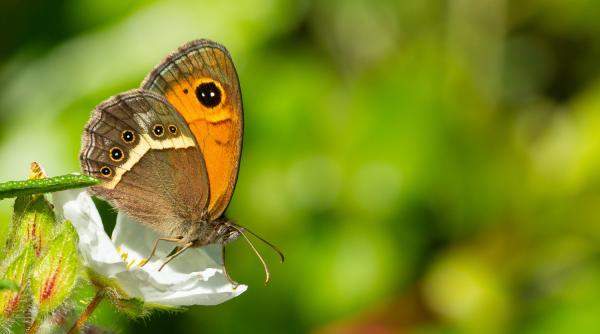 Fuziune de 3,7 miliarde de dolari în lumea imaginilor 