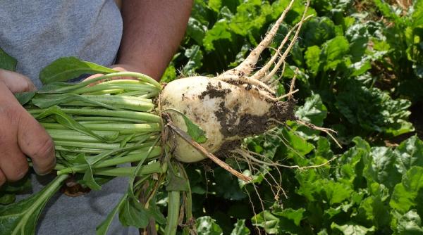 Piața mondială a zahărului va deveni excedentară 