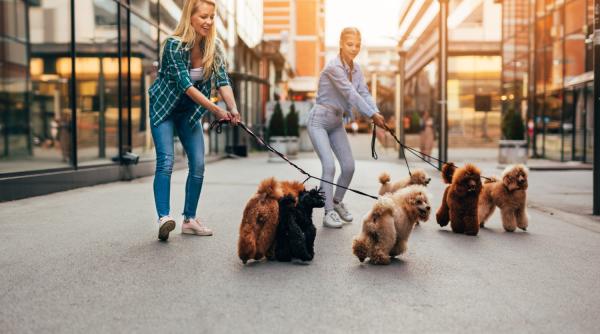 Cifră uluitoare! Câtă mâncare pentru animale de companie importă România
