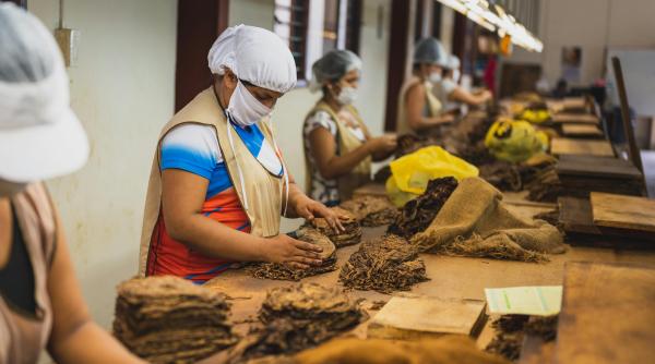 Trabucurile, motor economic pentru Cuba. Cel mai mare producător anunţă vânzări record