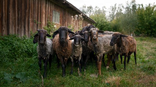 Oile și caprele, blocate în ferme! Guvernul României cere de urgență o derogare de la UE