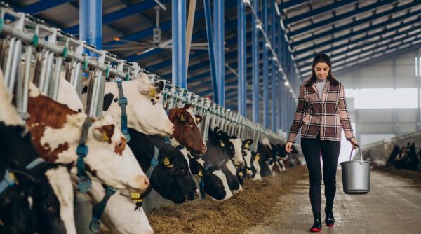 Sprijin financiar de peste 11,3 milioane lei pentru crescătorii de animale