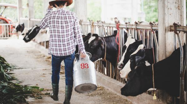 Brânză, chefir și vodcă din zer: cum își sabotează România propria industrie a laptelui