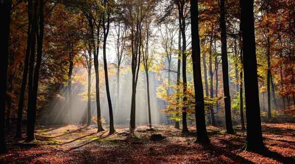 Prima pentru împădurire acordată persoanelor fizice/juridice creşte cu 40%, până la 640 euro pe hectar, anual 