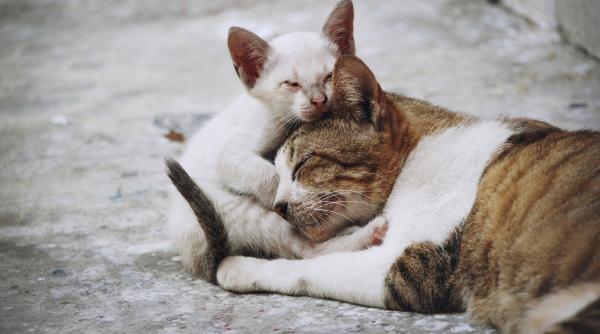 Britanicii își abandonează animalele de companie, pentru că nu își mai permit să le întrețină