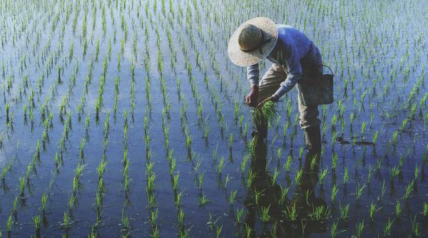 Mai puțină apă, același randament: Pariul orezului chilian