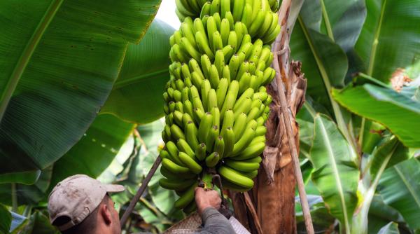 Cutremur în industria bananelor. Chiquita concediază mii de muncitori în urma protestelor