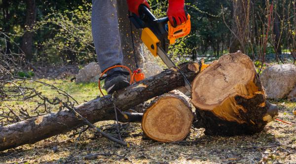 Bătălia pentru păduri se mută la Bruxelles: România și alte 10 state UE cer reguli mai blânde privind legislaţia anti-defrișare