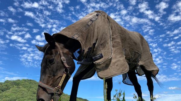 India salvează Japonia! Cum au devenit indieni liderii industriei hipice în țara Soarelui Răsare