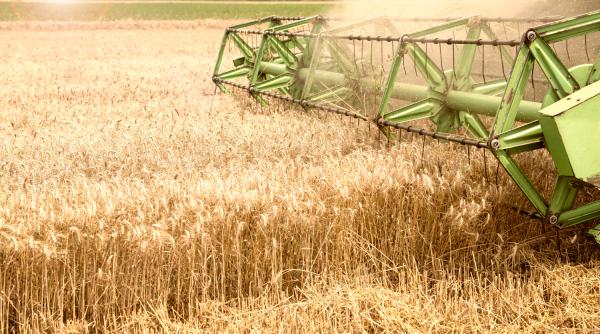 Grâul românesc ajunge din nou în Egipt. România, în topul exportatorilor, alături de Rusia şi Ucraina