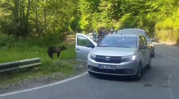 Parlamentul interzice hrănirea și apropierea de urși: amenzi uriașe și restricții pentru turiștii iresponsabili