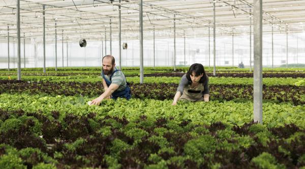 Sprijin de până la 2 milioane de euro pentru legumicultori și cultivatorii de cartofi. AFIR lansează o nouă linie de finanțare