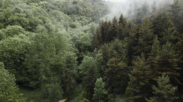 Pădurile României, recuperate pe 25.000 de hectare în 2024: Regenerarea naturală rămâne dominantă