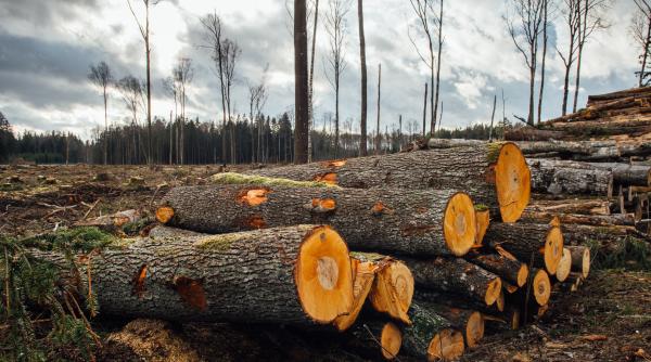 Codul silvic modificat prin ordonanță de urgență. Se introduc derogări fiscal-bugetare