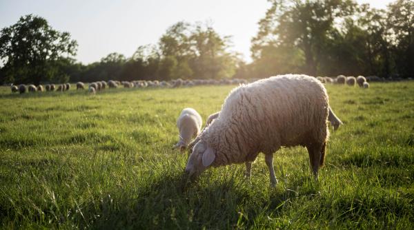 Demers pentru ca fermierii să nu piardă subvenţiile pentru păşunat