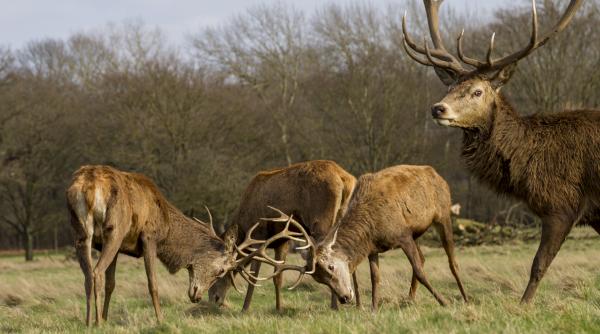 ÎCCJ: Vânarea a 32.253 de căprioare s-a produs ilegal