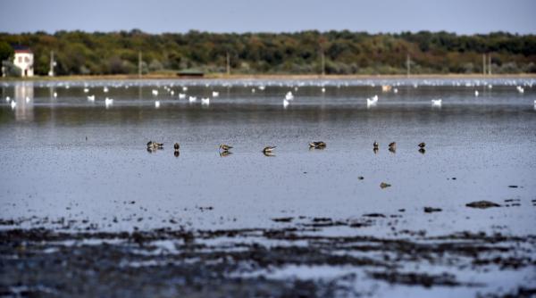 Aurul negru al Brăilei: România va exploata nămol terapeutic încă 5 ani. Impactul bugetar