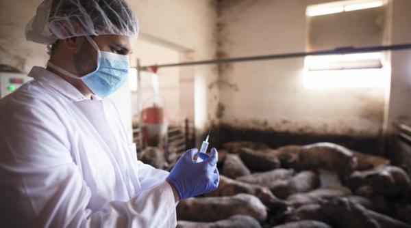 Ilie Bolojan: Statul trebuie să acționeze mai ferm în combaterea pestei porcine africane