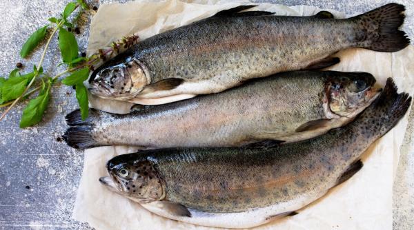 România mizează pe acvacultura marină. Păstrăvul curcubeu, aclimatizat în Marea Neagră