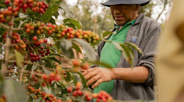 Prețurile cafelei cresc cu peste 50% din august. De ce arabica atinge maximul ultimilor ani