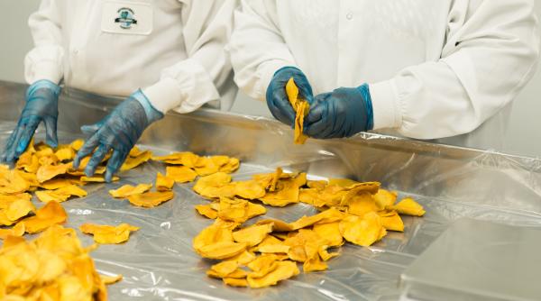 România, investiții record prin InvestAlim: fabrici noi și locuri de muncă în agricultură