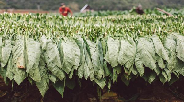 Țigările, vapatul și tutunul încălzit, vizate de noile reguli europene