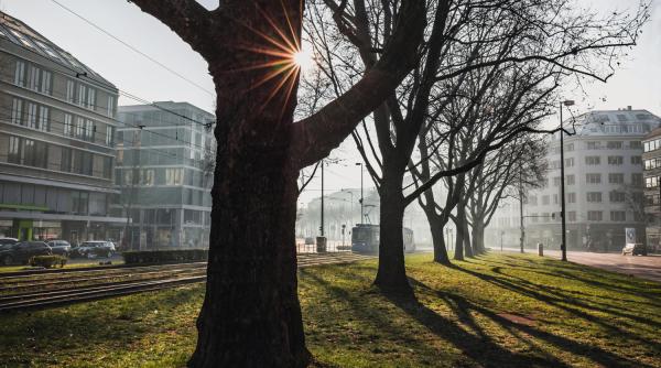 Bucureștiul declară război defrișărilor ilegale: amenzi uriașe și obligația de replantare 10 la 1