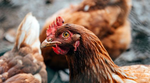 Alertă în România din cauza riscului gripei aviare. Măsuri urgente pentru crescătorii de păsări