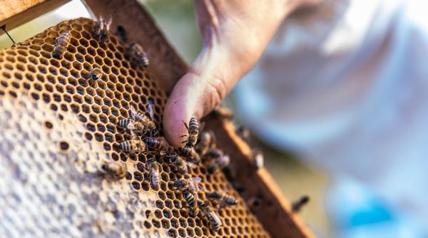 Pesticide din cer: proiectul care îi sperie pe fermieri și pe apicultori