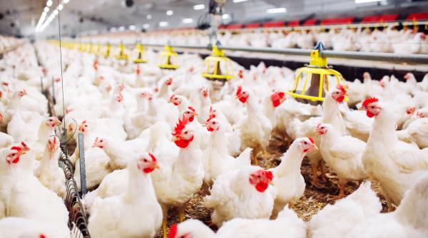 România începe exporturile de carne, lactate şi cereale în China, o piaţă de 1,4 miliarde de oameni