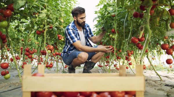 Prețul roșiilor românești 2026: 40-42 lei/kg la producător în Olt