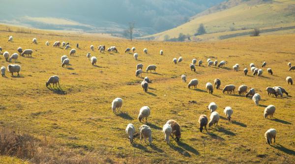 Lovitură pentru crescătorii de animale. Exporturile de ovine şi caprine din România, interzise până la 31 decembrie 2026
